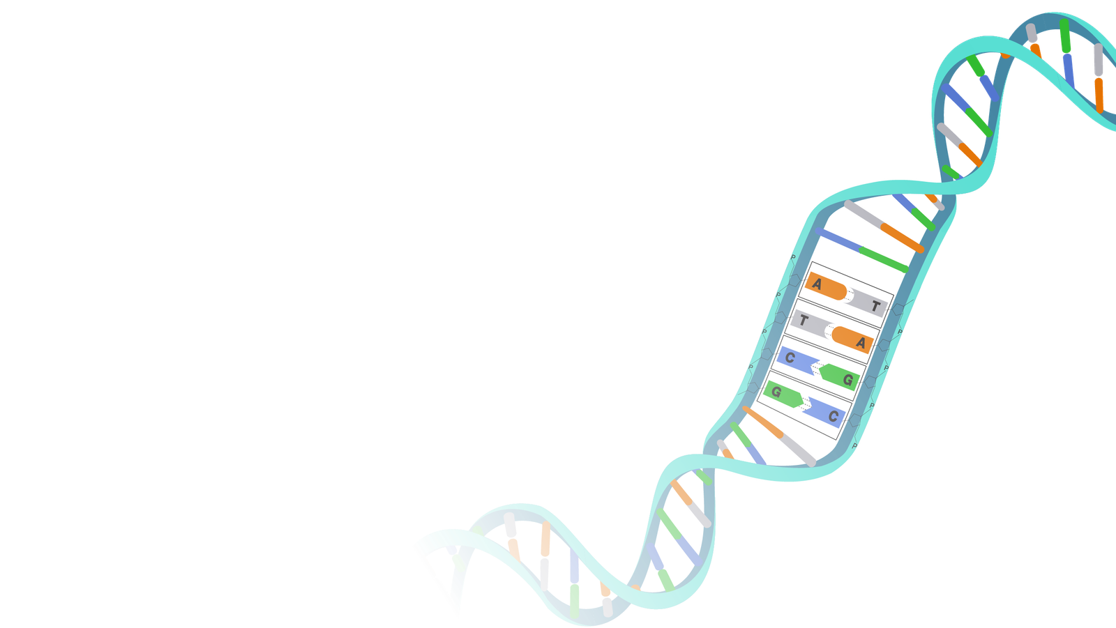 Molecular Biology 101: DNA Structure