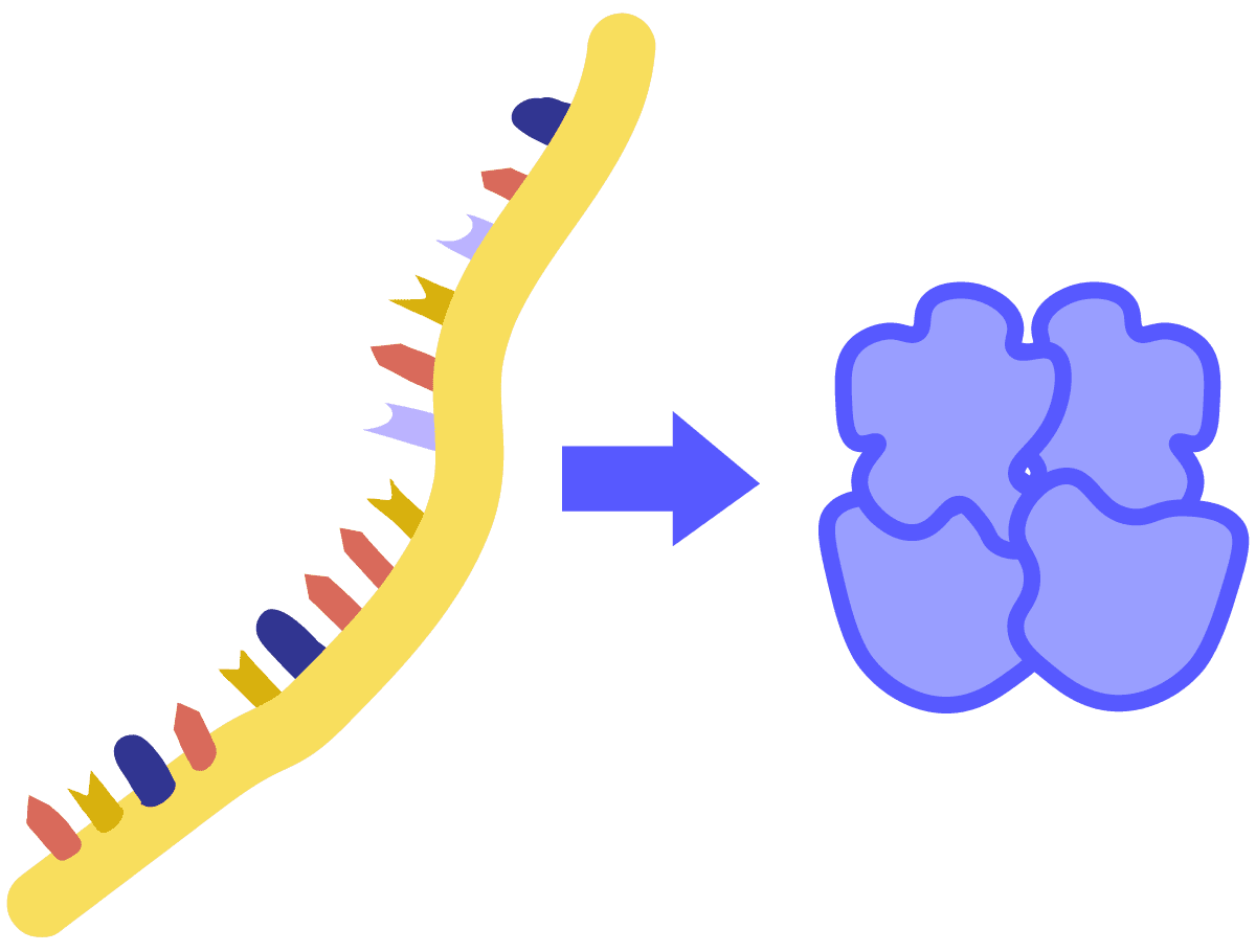 Molecular biology 101: Translation