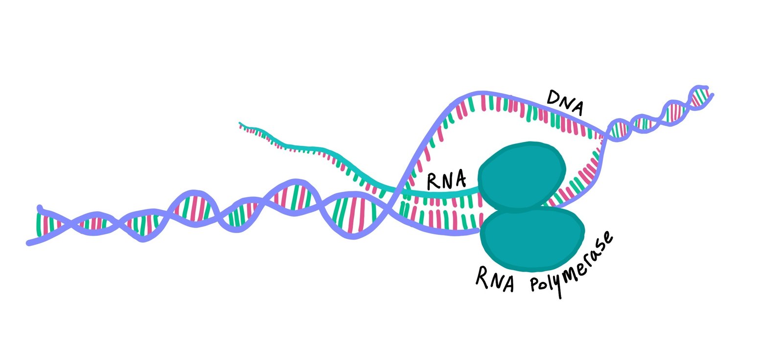 Molecular Biology 101: Transcription