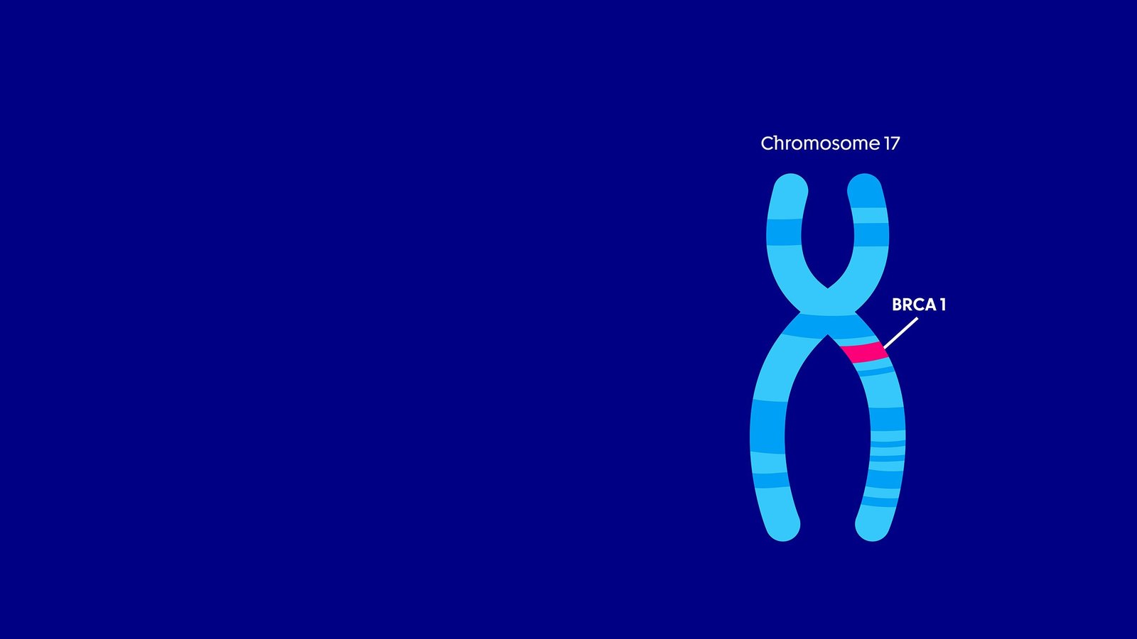 Group 6 project figure — BRCA1 gene