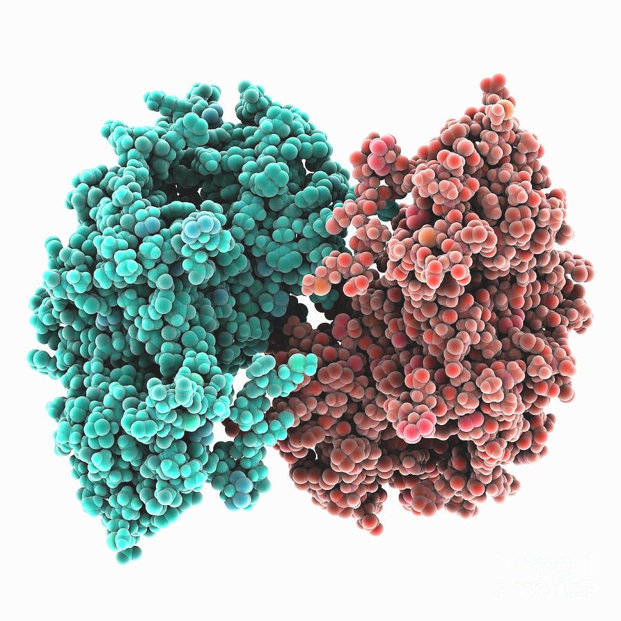 Group 7 project figure — p53 protein