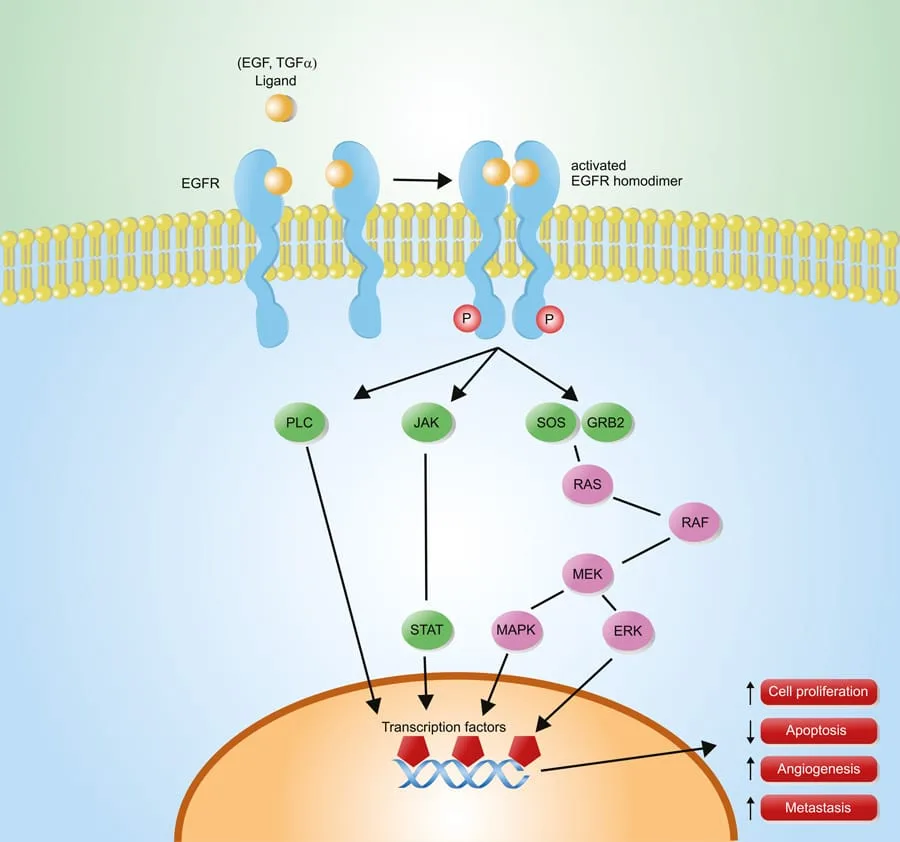 Group 8 project figure — EGFR protein